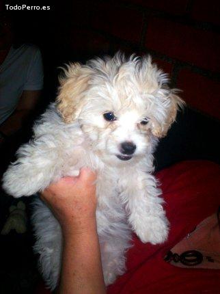 La foto del perro Sofy Foto del perro Sofy