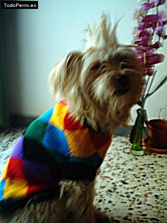 La foto del perro Porcky Foto del perro Porcky