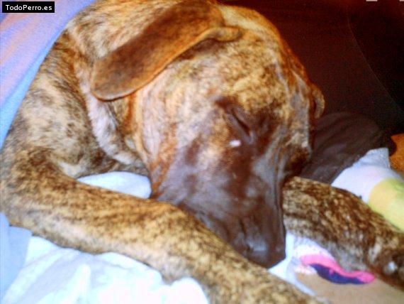 La foto del perro Shakur Foto del perro Shakur