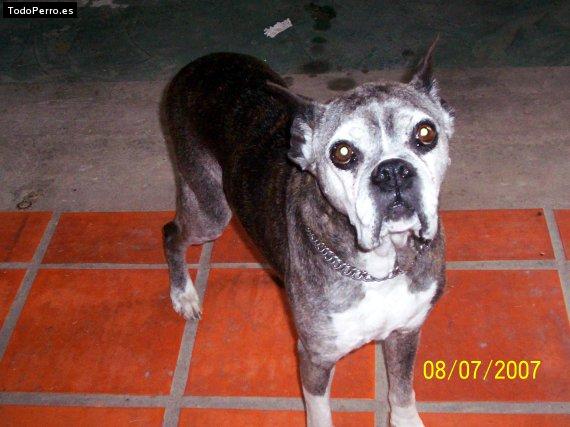 Foto del perro Wanda