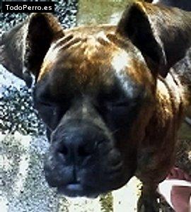 La foto del perro Gaspar Foto del perro Gaspar