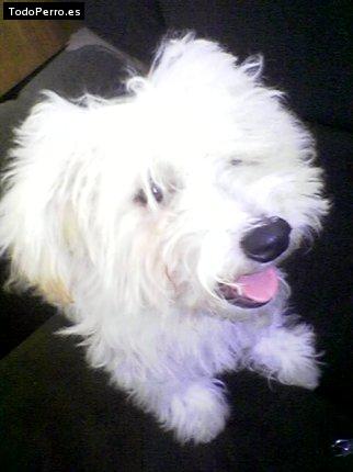 Foto del perro Monchi