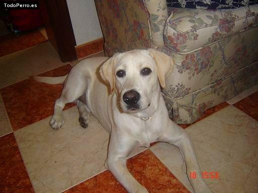 La foto del perro Gimbo Foto del perro Gimbo