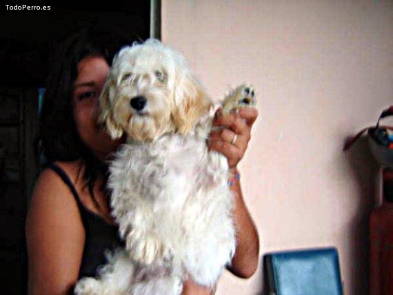 Foto del perro Monina