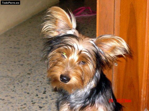 La foto del perro