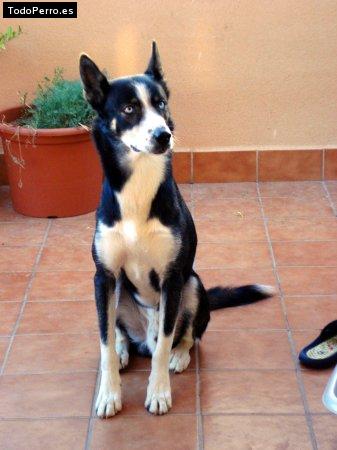 Foto del perro Chester