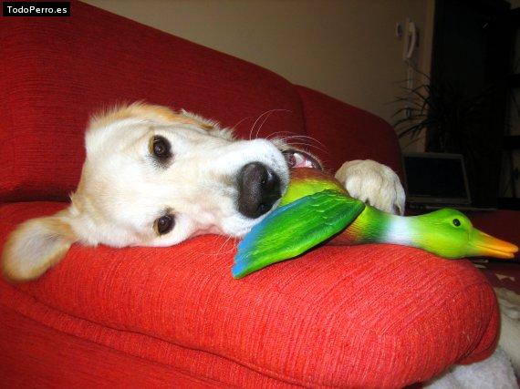 La foto del perro