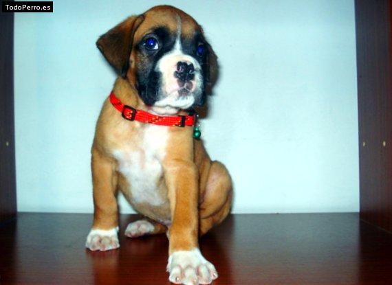 Foto del perro Coco