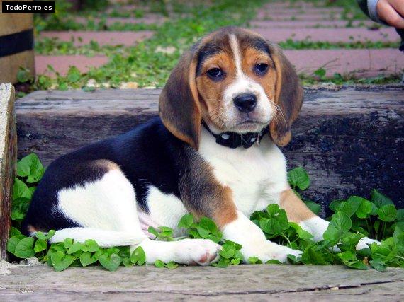 La foto del perro Guti Foto del perro Guti