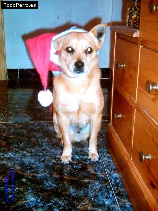 La foto del perro Simba Foto del perro Simba