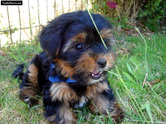 La foto del perro Lulu Foto del perro Lulu