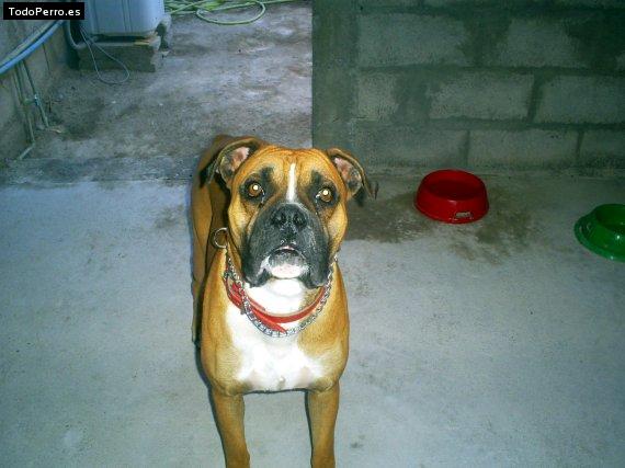 Foto del perro Chayi