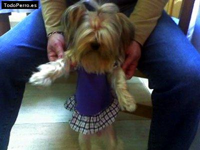 Foto del perro Chispi