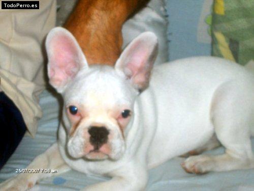 La foto del perro Golfo Foto del perro Golfo