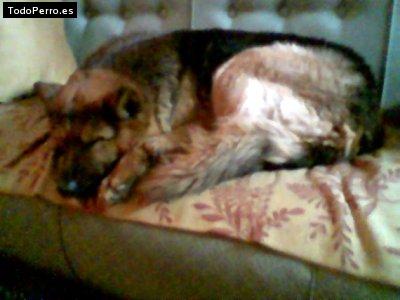 La foto del perro Sheila Foto del perro Sheila