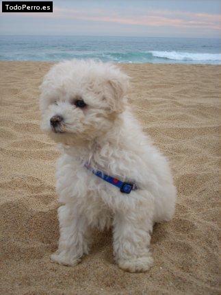 Foto del perro Horacio