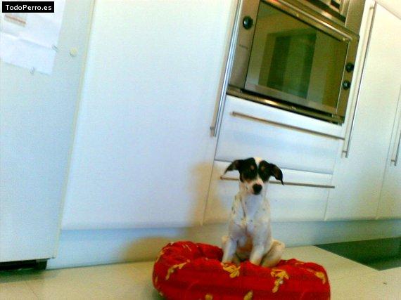 Foto del perro Ugo