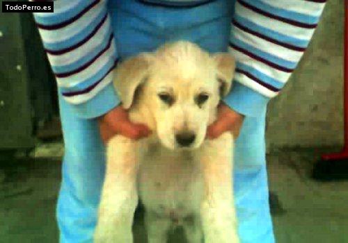 La foto del perro Gordo Foto del perro Gordo