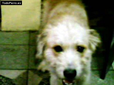 Foto del perro Simba