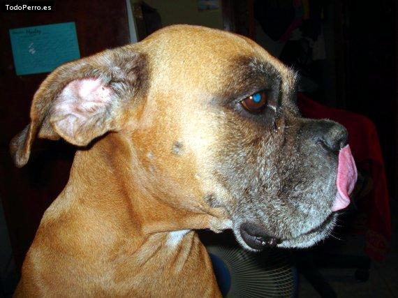 Foto del perro Chepa