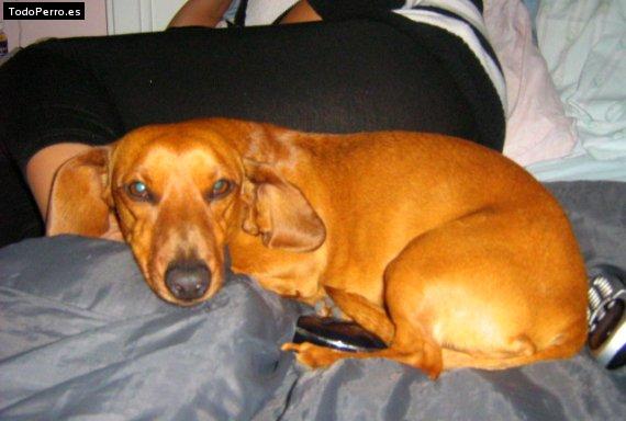 Foto del perro Copitas