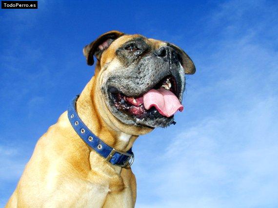 Foto del perro Rocky