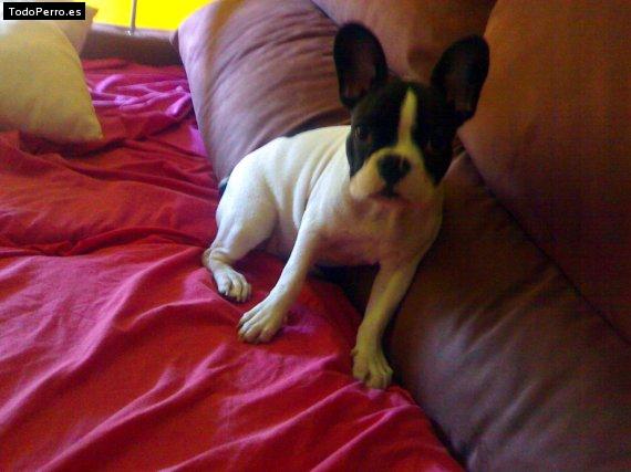 La foto del perro Sura Foto del perro Sura