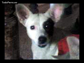 La foto del perro Sano troanes Foto del perro Sano troanes