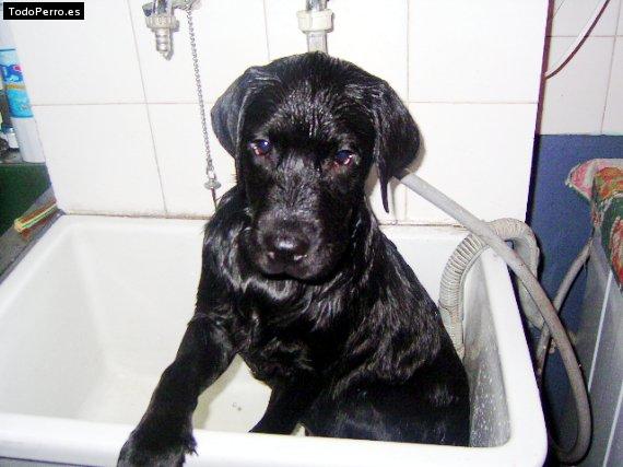 La foto del perro