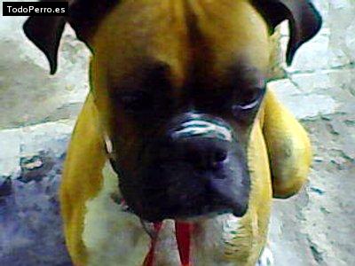 Foto del perro Hercules