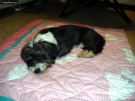 Foto del perro Collie