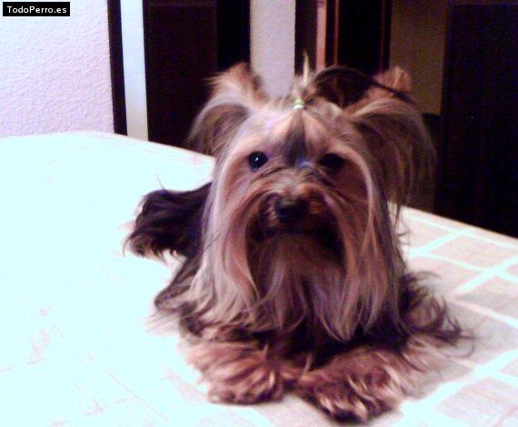 La foto del perro Ruffo Foto del perro Ruffo