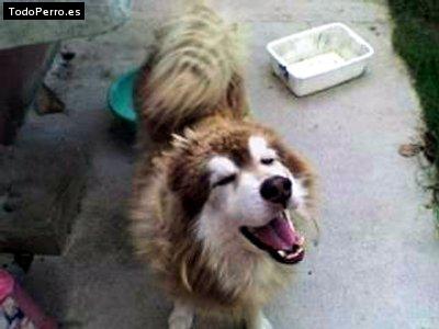 La foto del perro Gosth Foto del perro Gosth