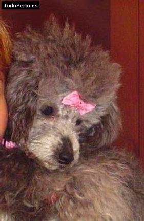 La foto del perro Suri Foto del perro Suri