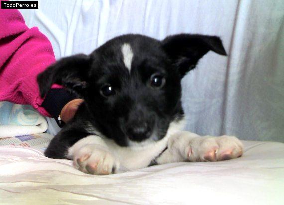 Foto del perro Rocky