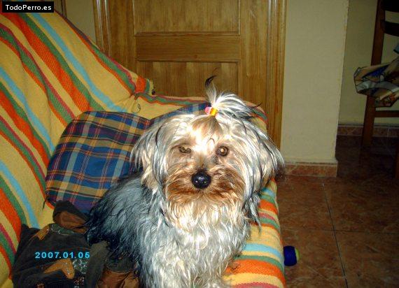 Foto del perro Reyna