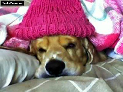La foto del perro