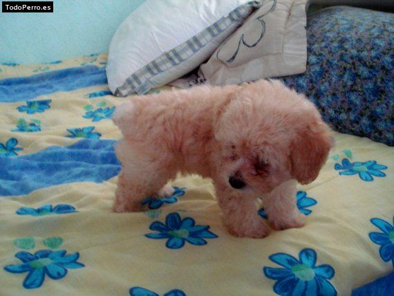 Foto del perro Ringo