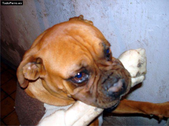 Foto del perro Chatita