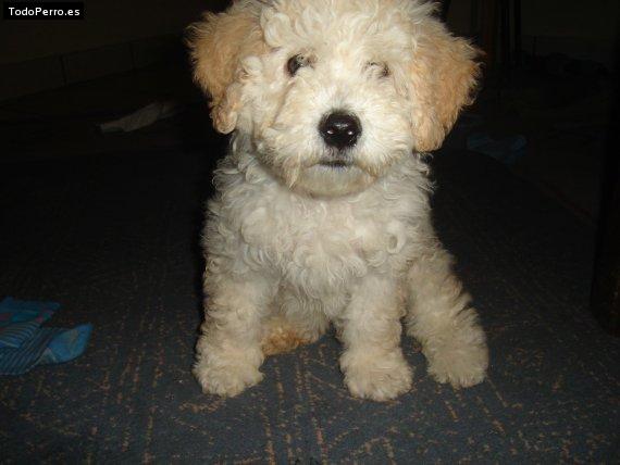 Foto del perro Brando