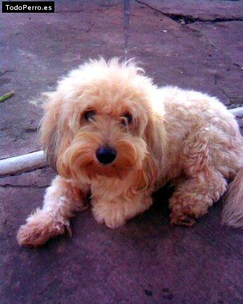 La foto del perro Gunbound Foto del perro Gunbound