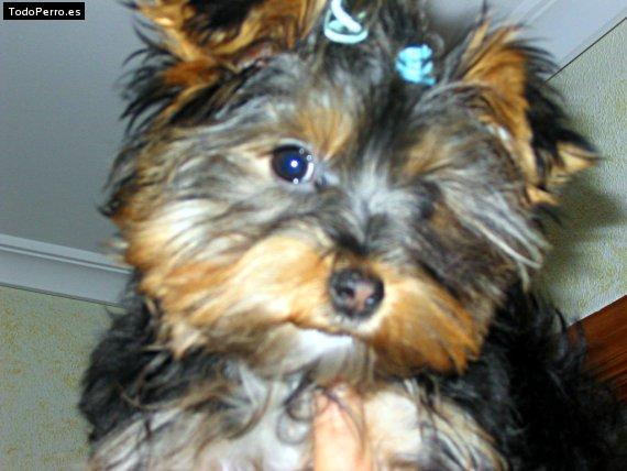 La foto del perro Kitty Foto del perro Kitty