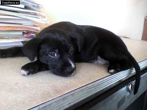 Foto del perro Ruffo