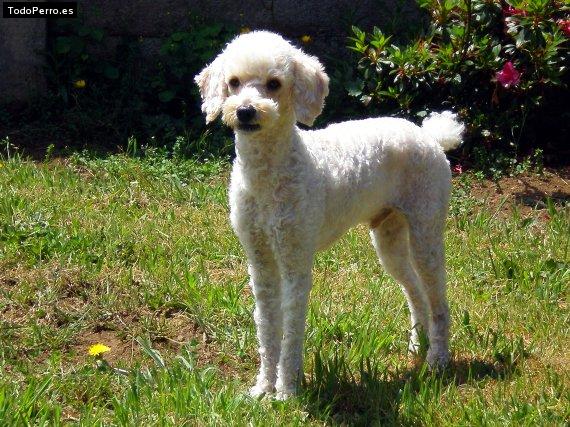 La foto del perro Samir Foto del perro Samir