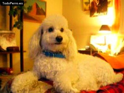 La foto del perro Gaston Foto del perro Gaston