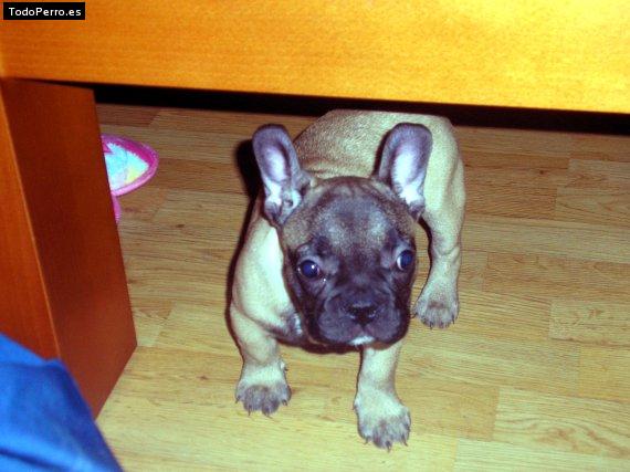 La foto del perro Gordo Foto del perro Gordo