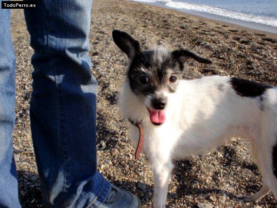 Foto del perro Mesua