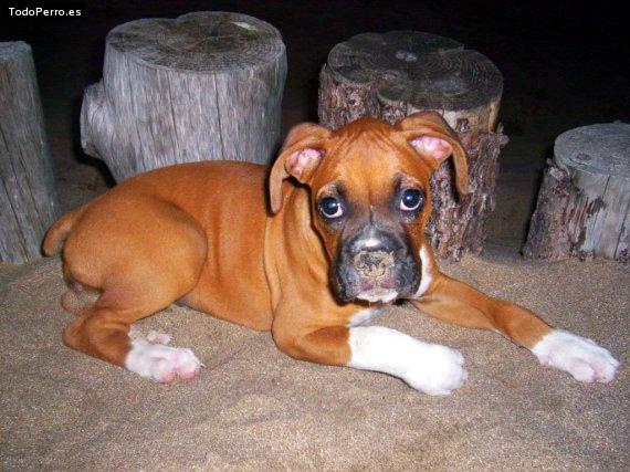 Foto del perro Julia