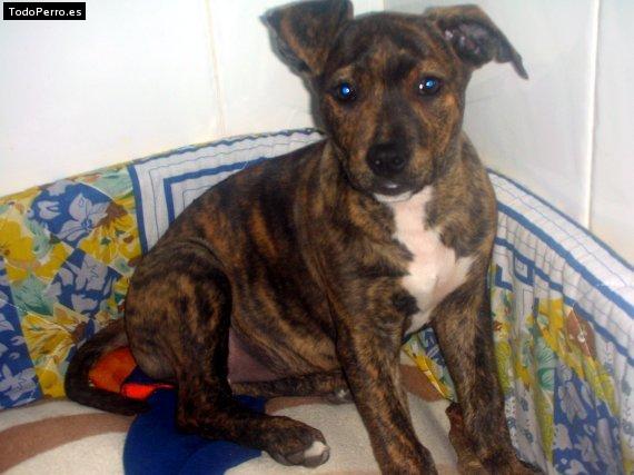 Foto del perro Sorgin