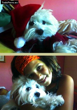 Foto del perro Copi